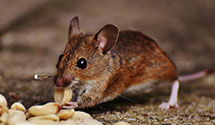24 Hour & Emergency Exterminators in Harrisville, WV